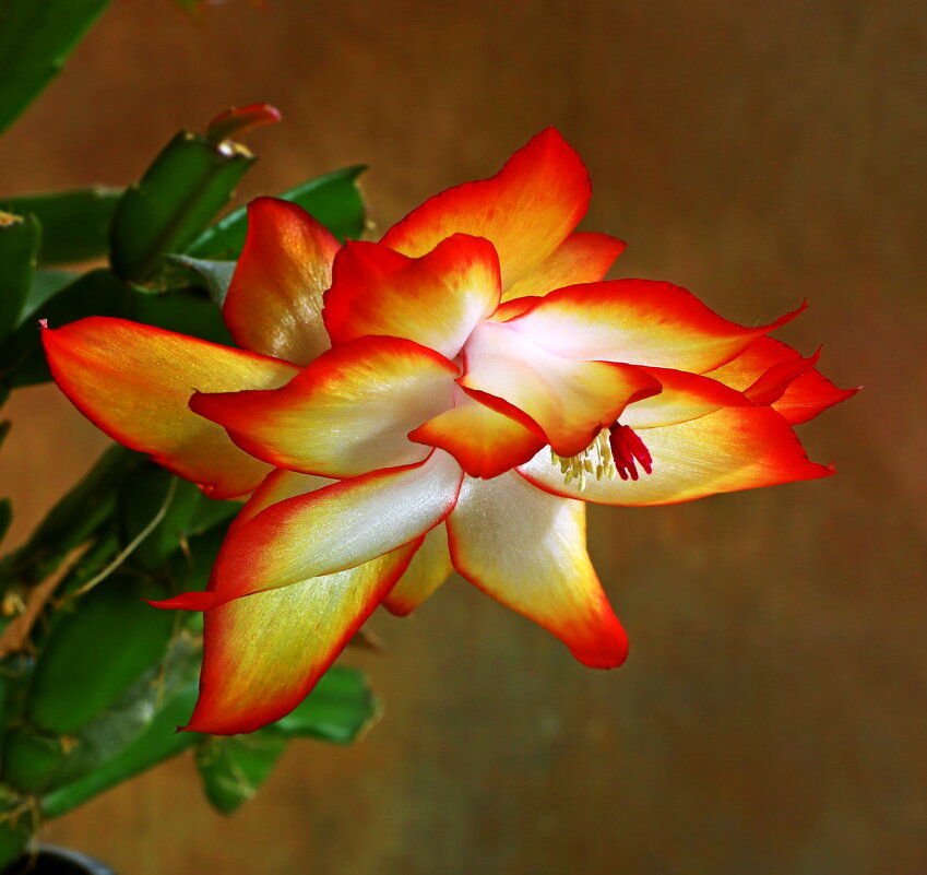 *** - Игорь Kуленко