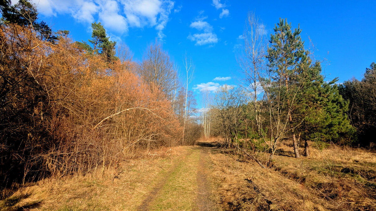 природа конца марта 1 - Александр Прокудин