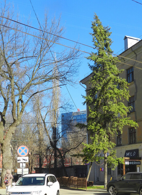 ель у дома - Лера 