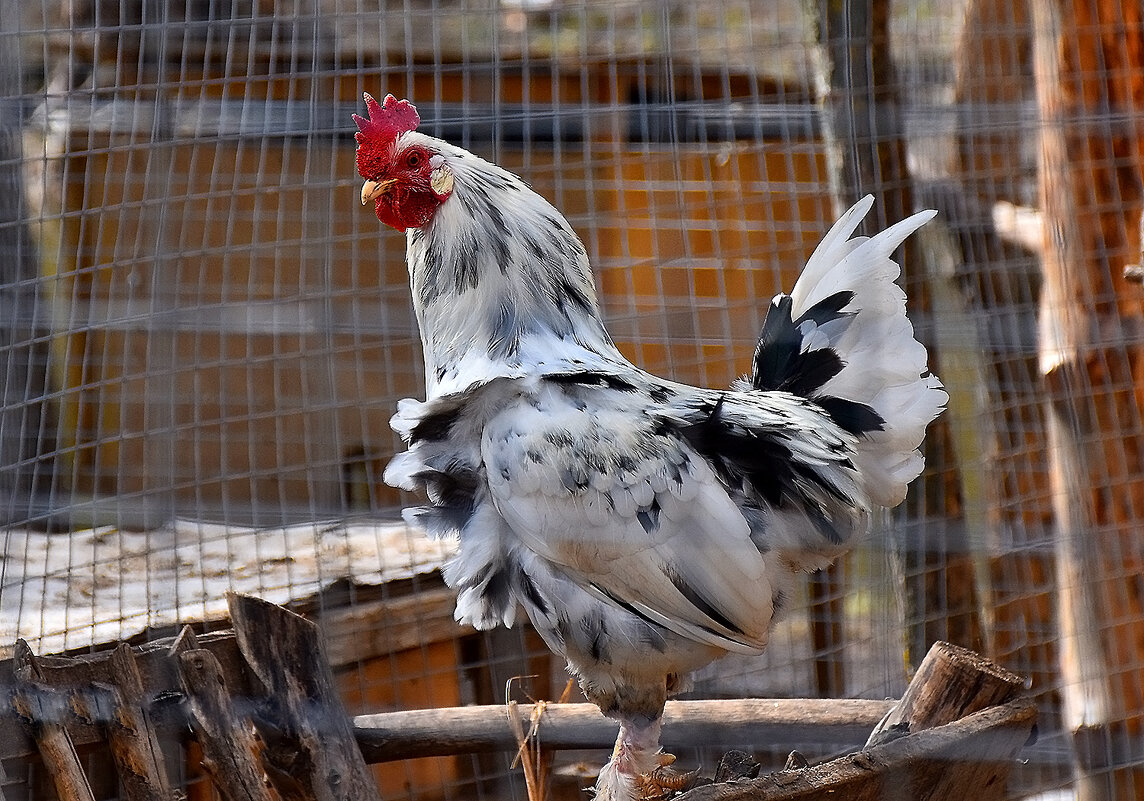 Чудесное оперение! - Валентина Нефёдова Чудесное оперение! - Валентина Нефёдова