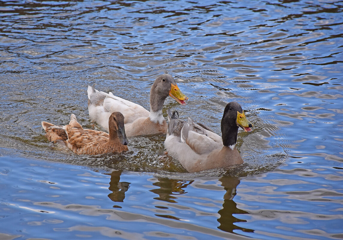 Странное трио! - Валентина Нефёдова Странное трио! - Валентина Нефёдова