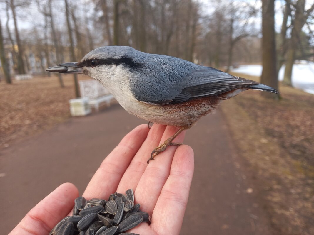 Поползень - Сапсан 