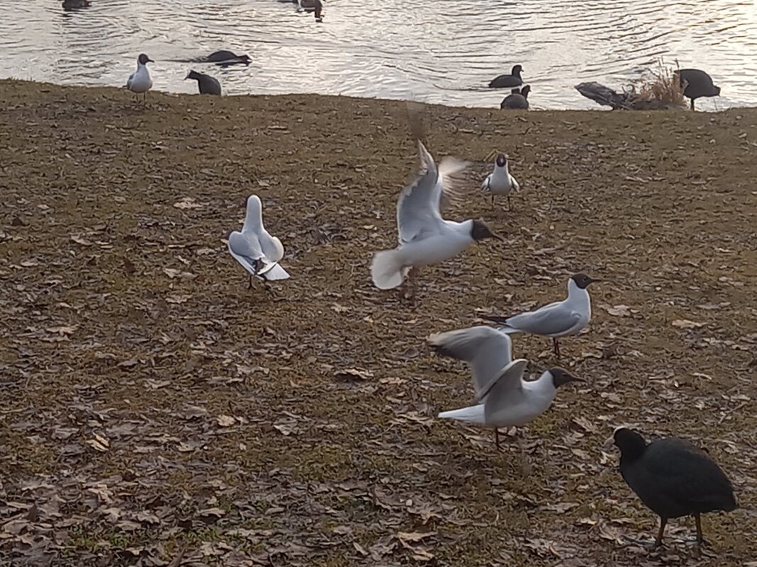 Чайки и лысухи - Сапсан Чайки и лысухи - Сапсан