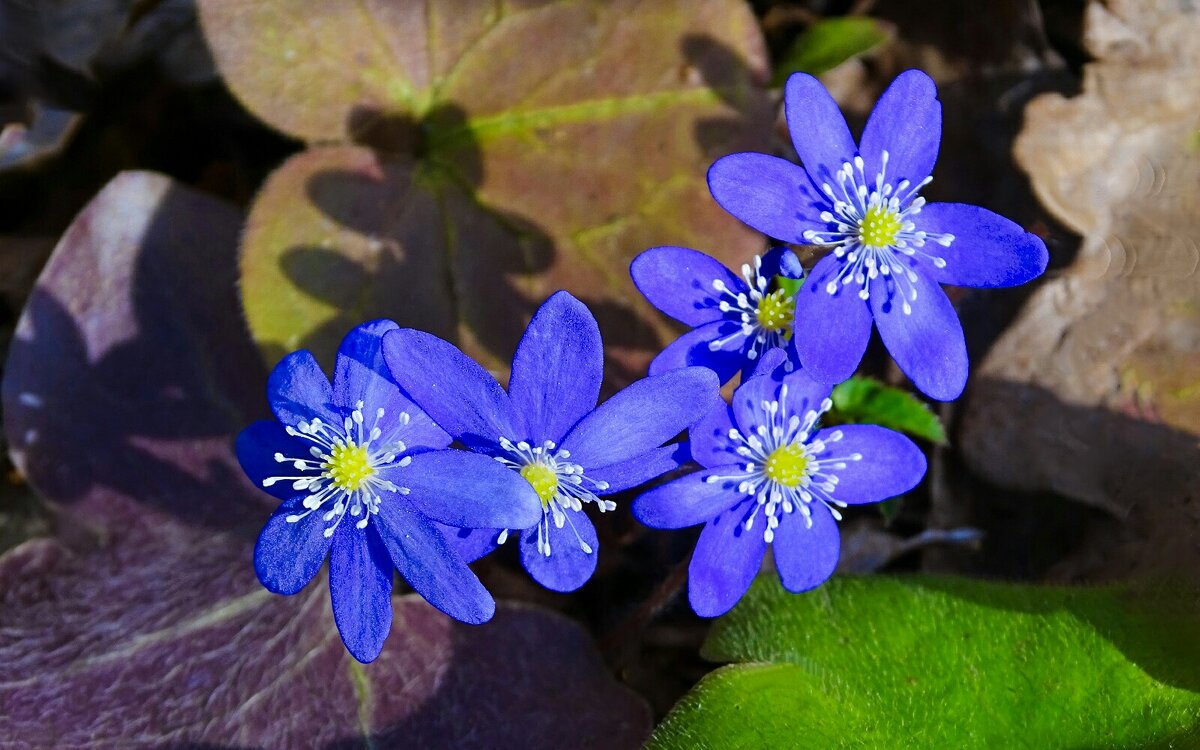 Ранневесенние цветы (печёночницы) - Милешкин Владимир Алексеевич 