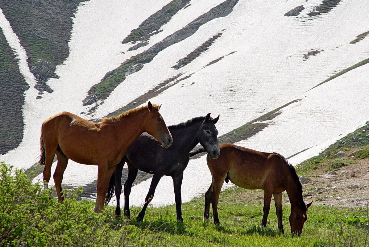 ПРОГУЛКА НА БОЛЬШОЙ ЧИМГАН 3300м. - Виктор Осипчук ПРОГУЛКА НА БОЛЬШОЙ ЧИМГАН 3300м. - Виктор Осипчук