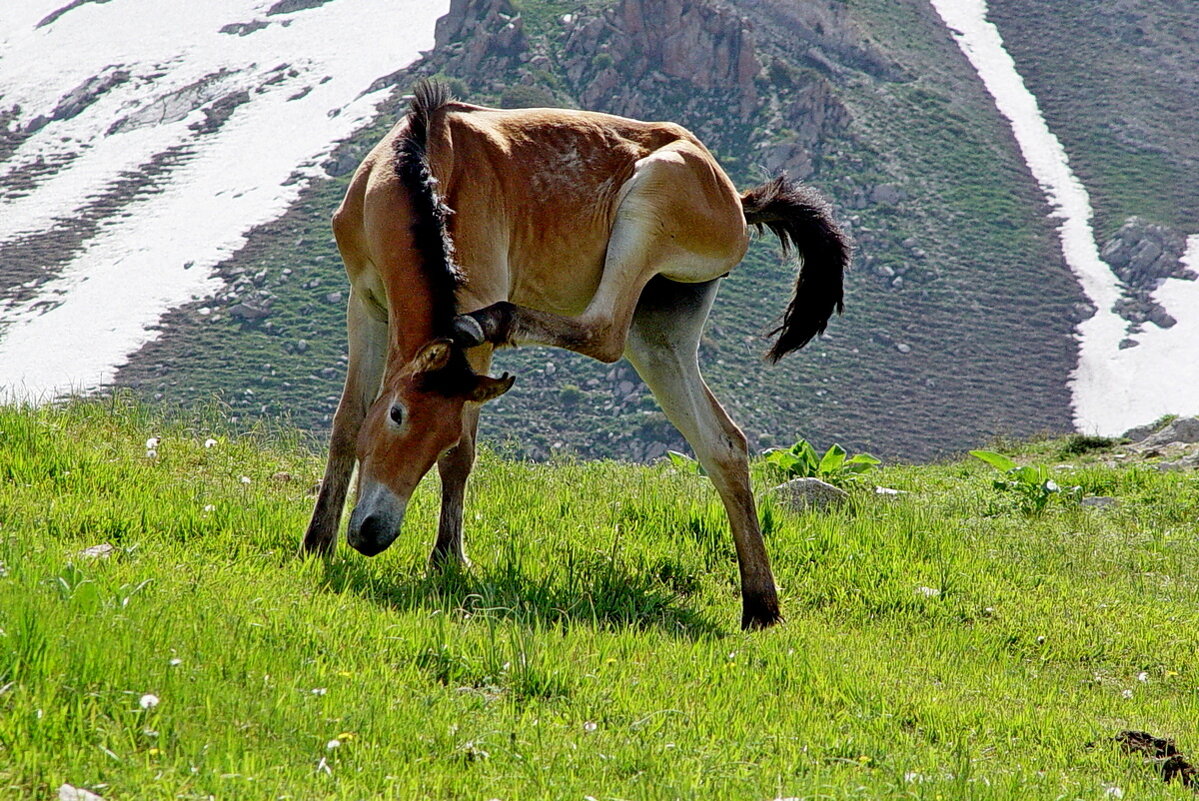 ПРОГУЛКА НА БОЛЬШОЙ ЧИМГАН 3300м. - Виктор Осипчук