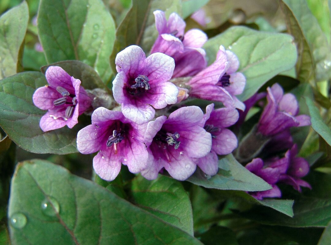 Цветы весны. - nadyasilyuk Вознюк Цветы весны. - nadyasilyuk Вознюк