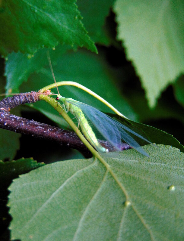 Златоглазка. - nadyasilyuk Вознюк Златоглазка. - nadyasilyuk Вознюк