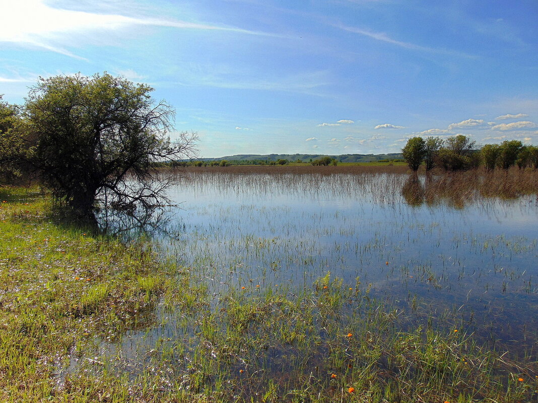 Заливные луга. - nadyasilyuk Вознюк Заливные луга. - nadyasilyuk Вознюк