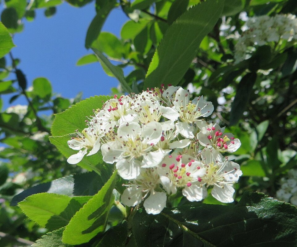 весна - марта Камушкина