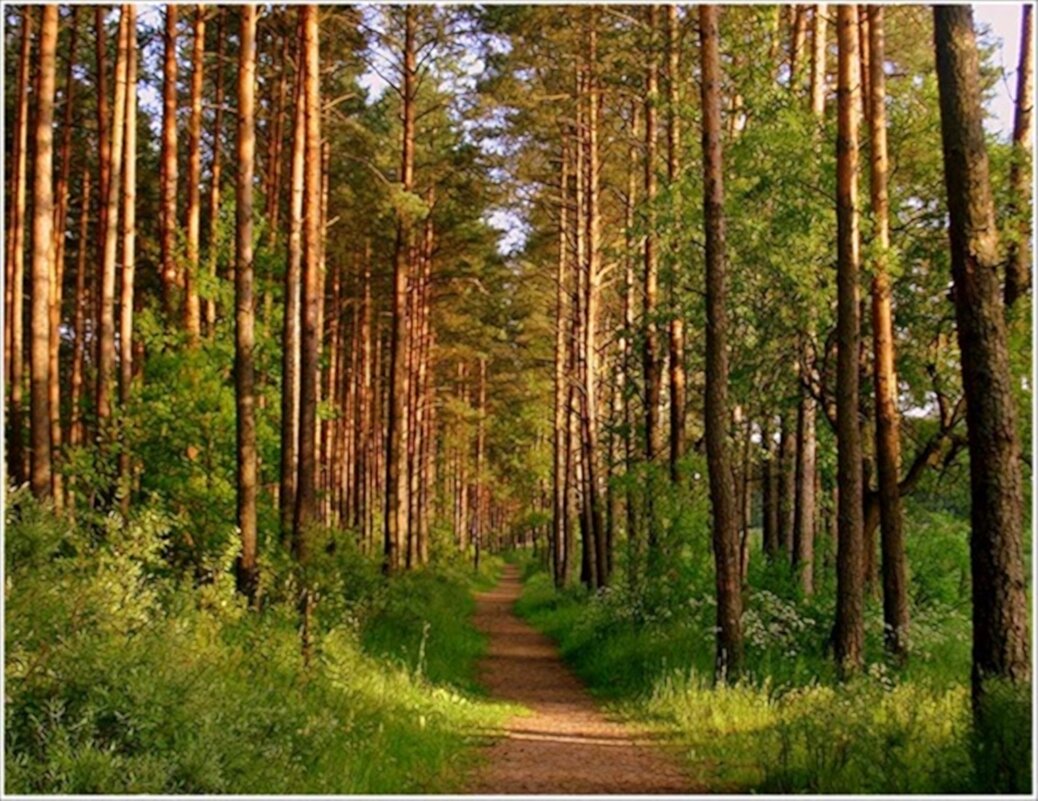 лес - марта Камушкина