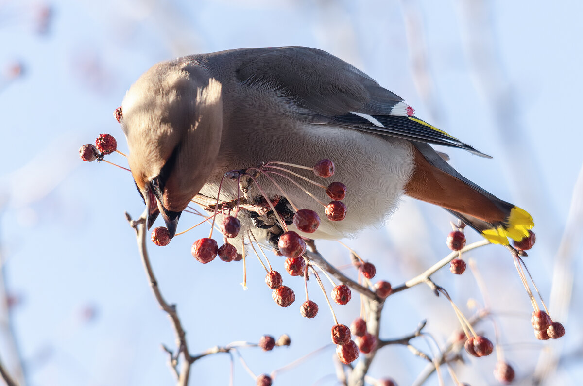 Свиристель. - Виктор Иванович Чернюк Свиристель. - Виктор Иванович Чернюк
