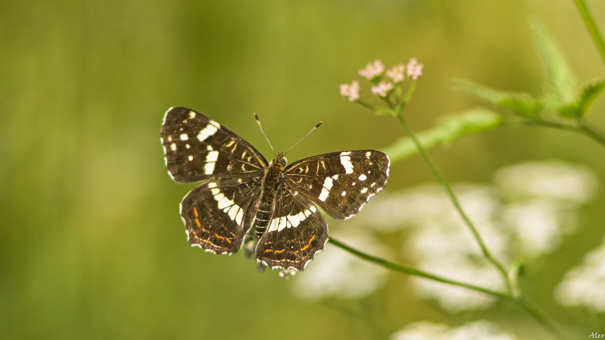 3772 - Alex . 3772 - Alex .