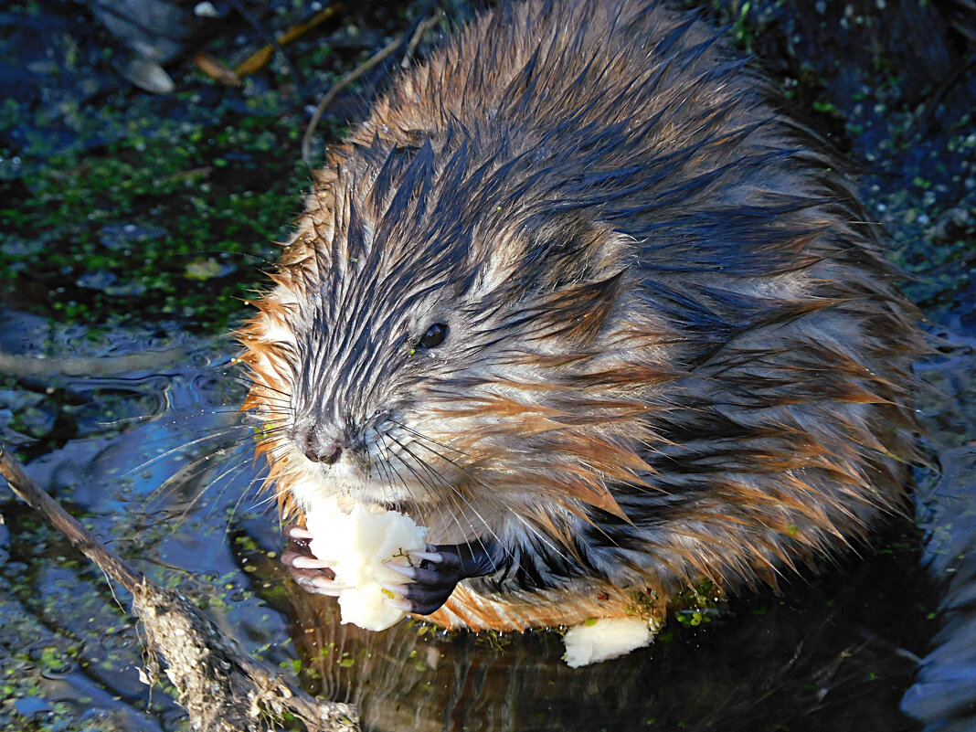 Ондатра - Лина Ондатра - Лина