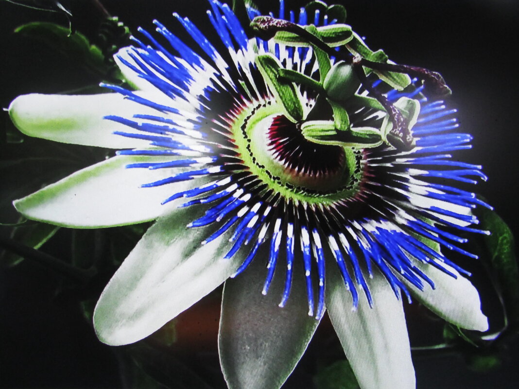 Во всей красе - Людмила Смородинская Во всей красе - Людмила Смородинская