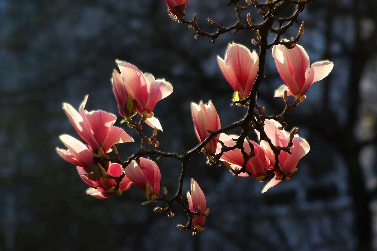 Магнолиевое утро - Юрий. Шмаков