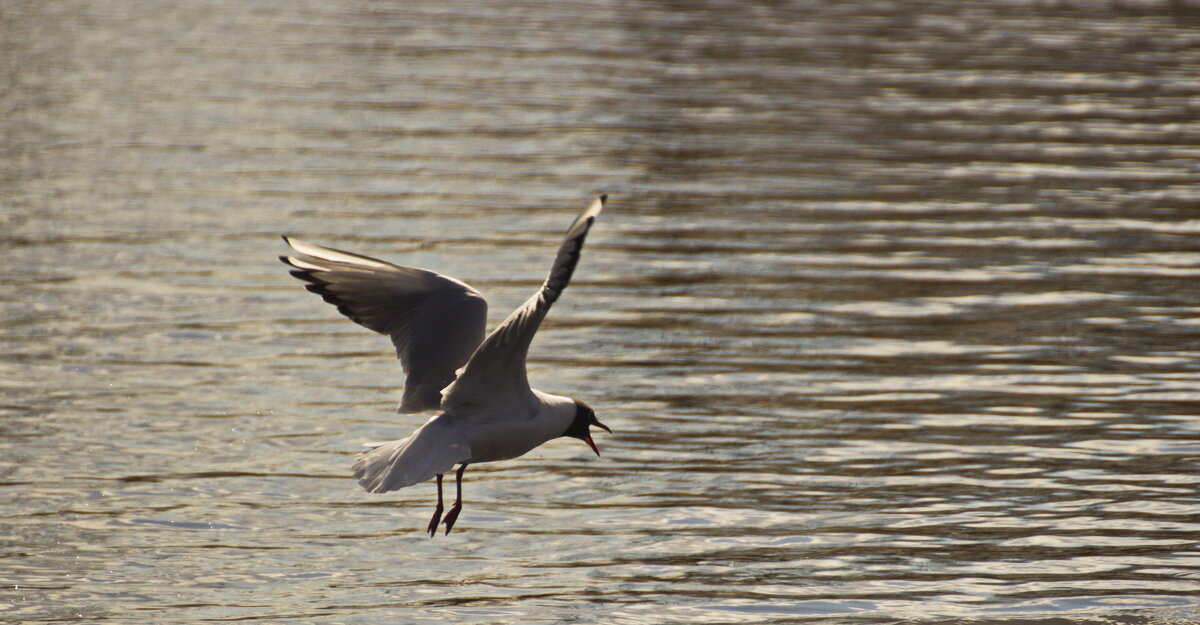 Сейчас приводнюсь - Владимир Зырянов