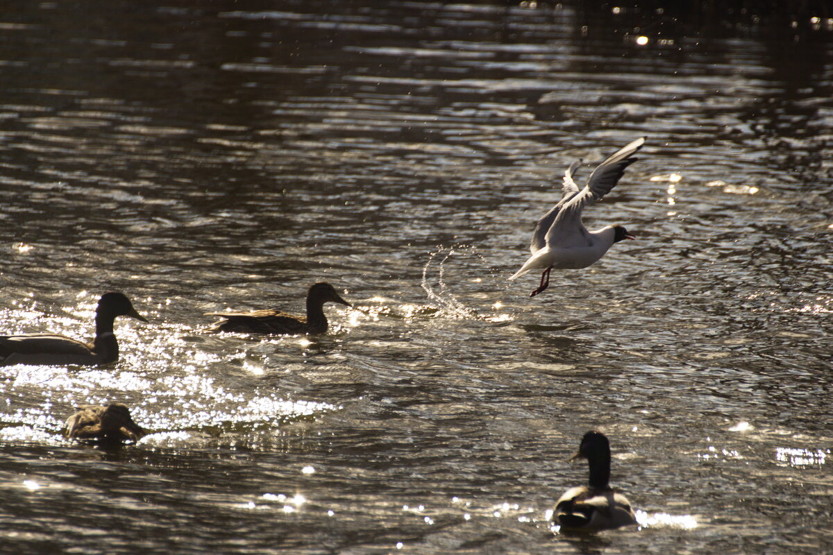 Нужны вы мне - Владимир Зырянов