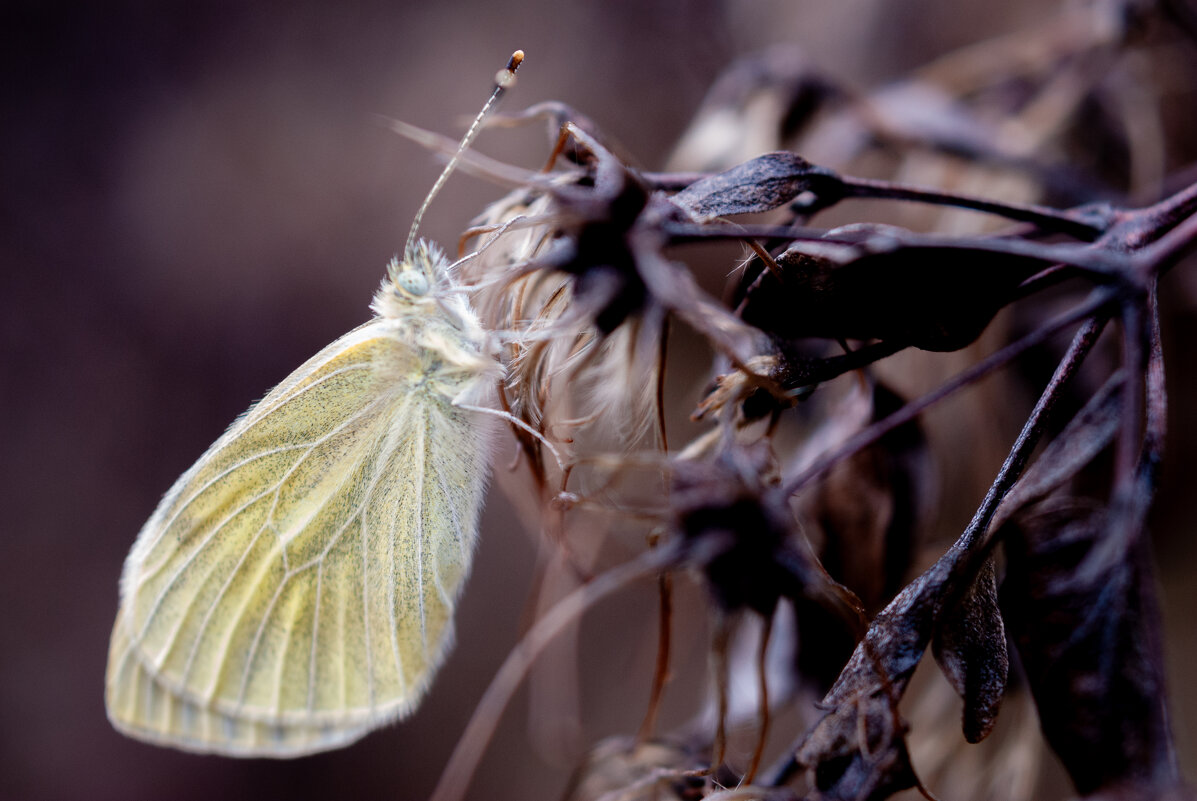 Мотылек - Referee (Дмитрий)