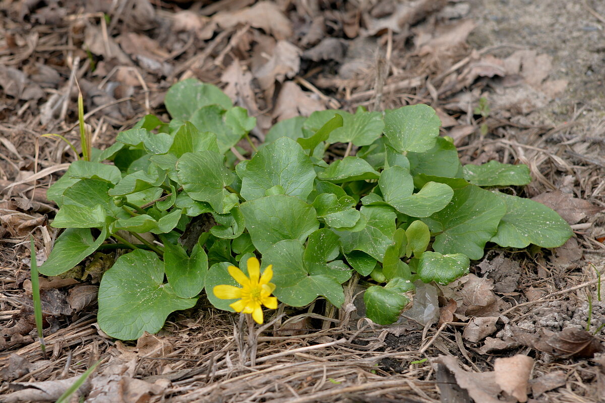 С 1 Апреля , Друзья !!! - Сеня Белгородский С 1 Апреля , Друзья !!! - Сеня Белгородский