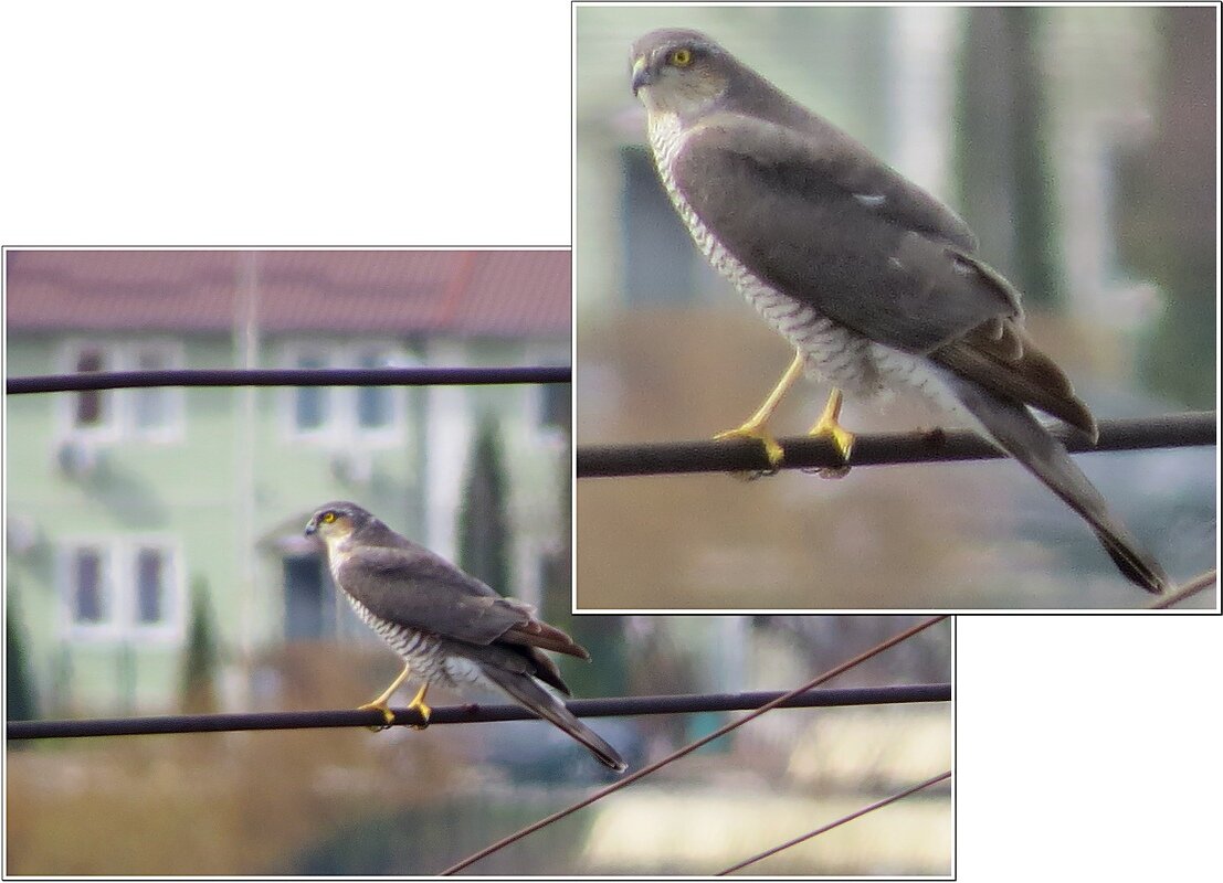 1 апреля - Всемирный день птиц ! - Сеня Белгородский 1 апреля - Всемирный день птиц ! - Сеня Белгородский