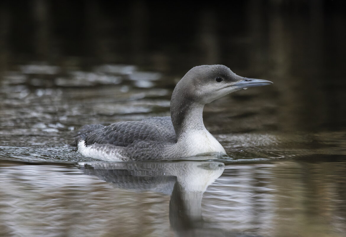 гагара - юрий макаров