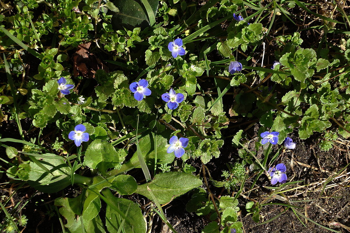 Вероника - Рита Симонова