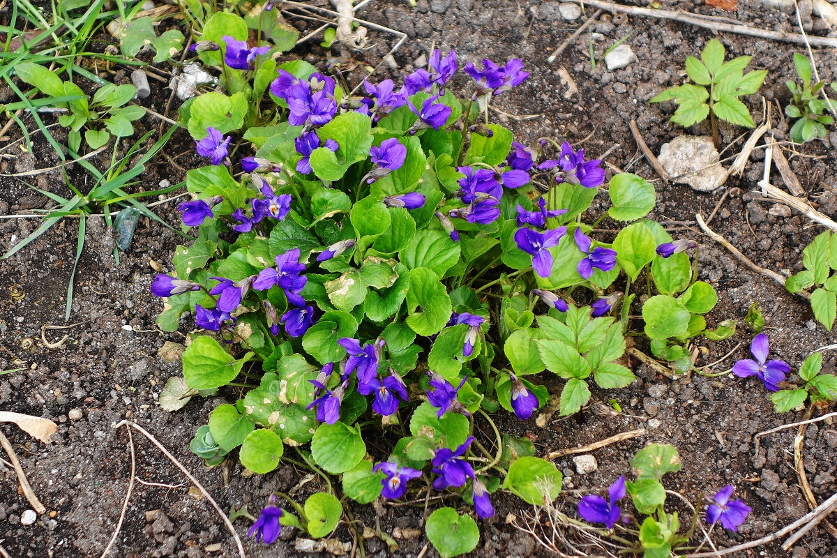 Фиалка душистая - Рита Симонова Фиалка душистая - Рита Симонова