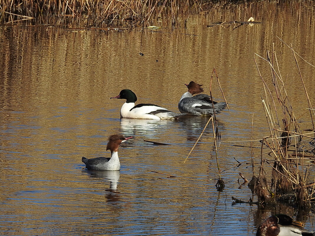 весна. крохаль - ИННА ПОРОХОВА весна. крохаль - ИННА ПОРОХОВА