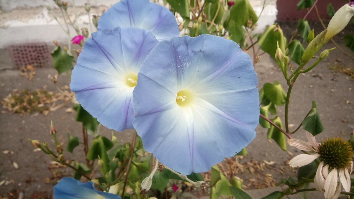 ,,, - Сергей Тимоновский ,,, - Сергей Тимоновский