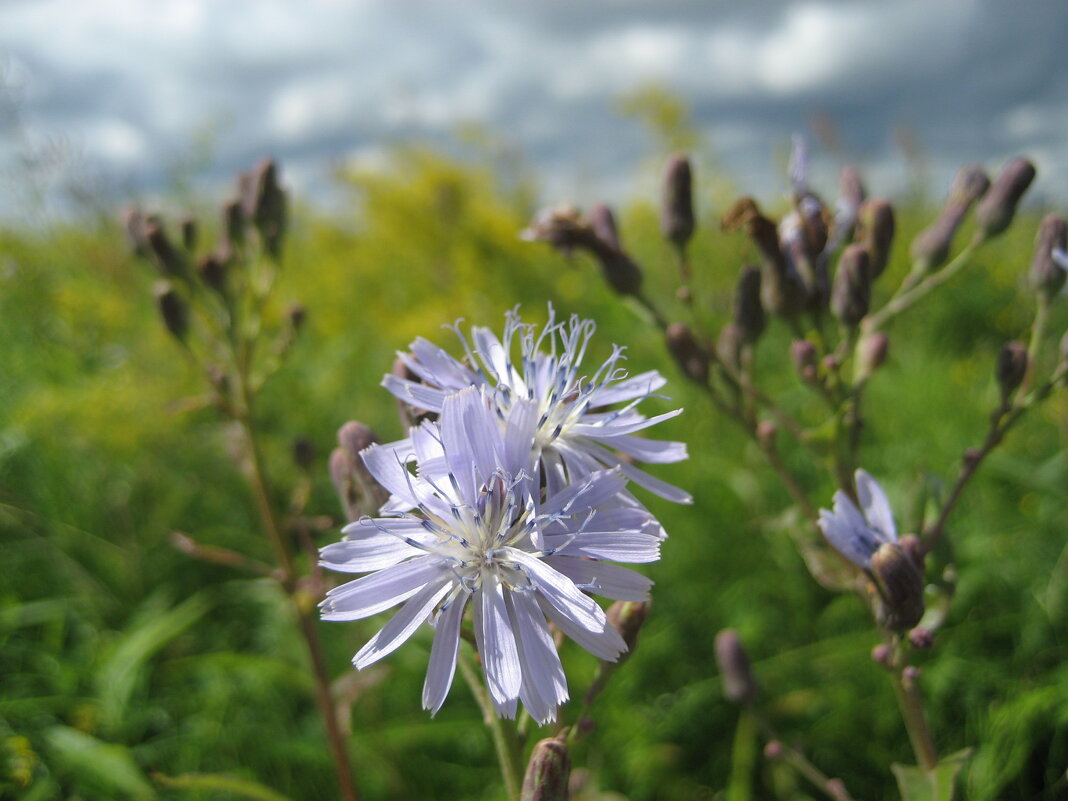 Латук сибирский - Anna Ivanova