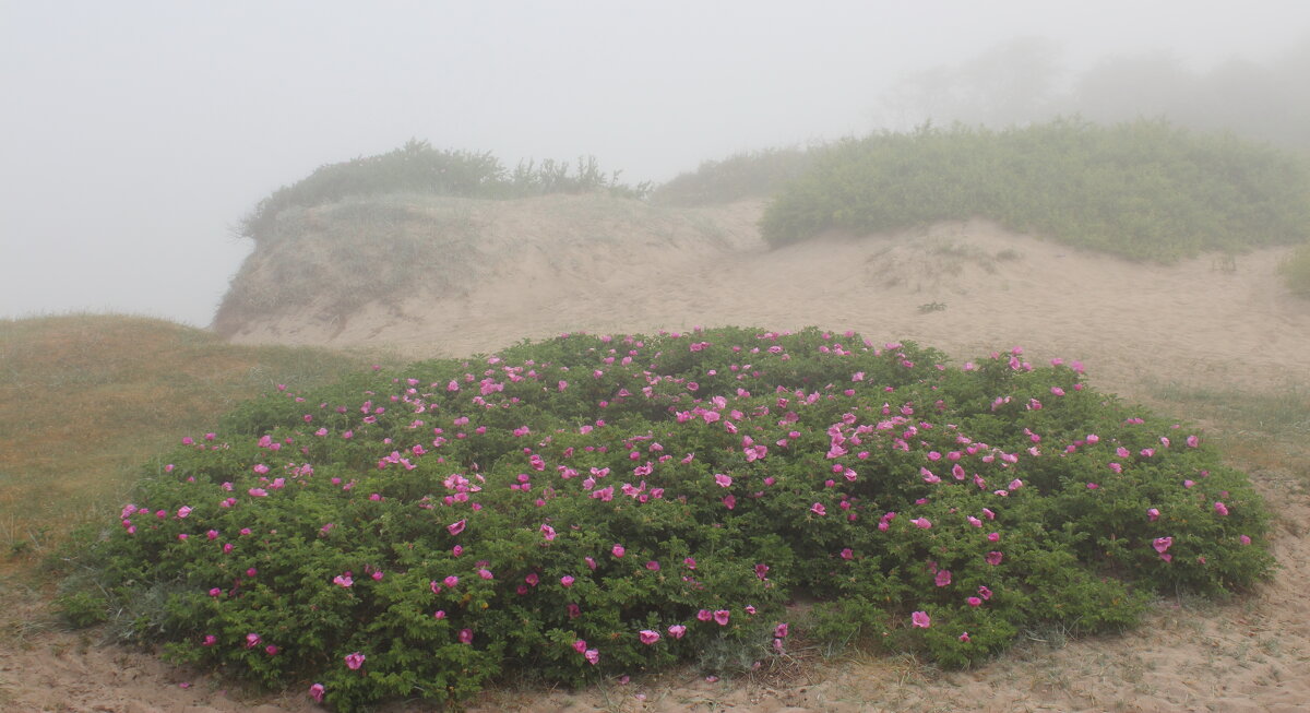 Дюны в тумане - Августина 