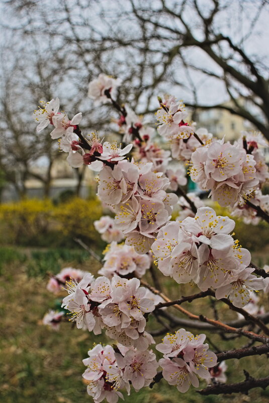 Веточка Миндаля. - Giant Tao /