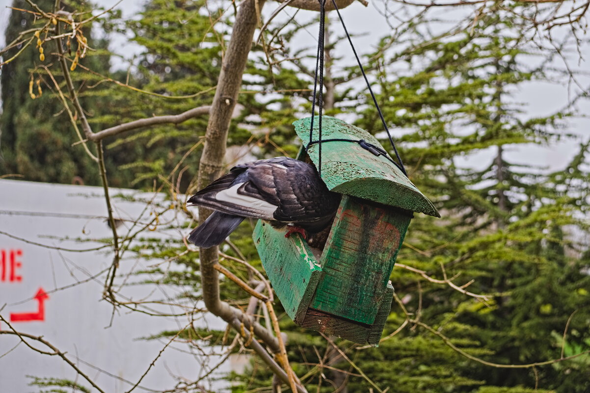 Наглость второе счастье ))) - Giant Tao / Наглость второе счастье ))) - Giant Tao /