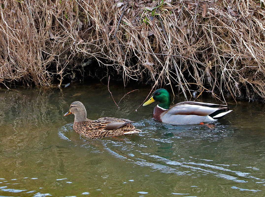 Весна... парное плавание... - Светлана 