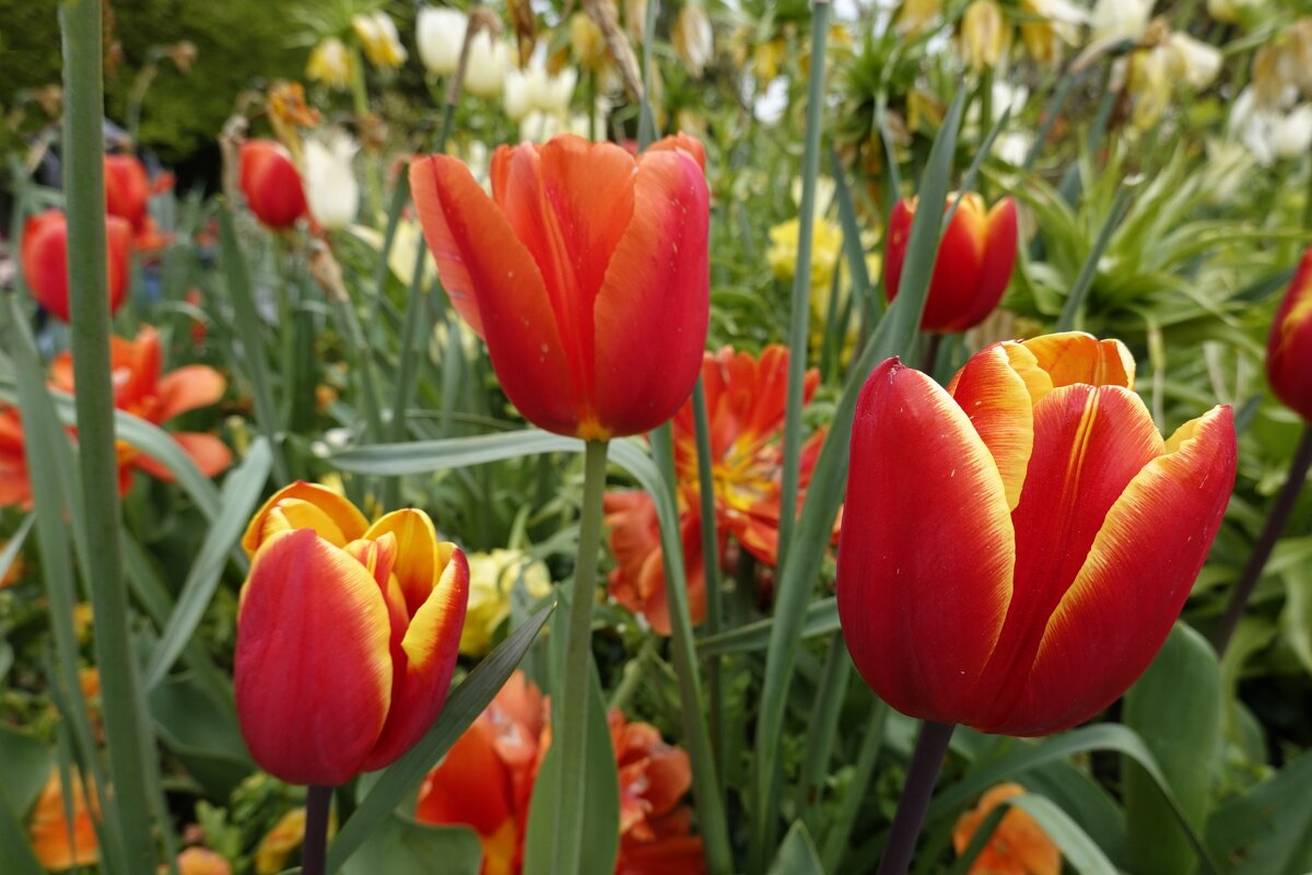 "...Буйством красок объято Созерцанье души: Желтый,розовый,красный- Как они хороши!"... - Галина 