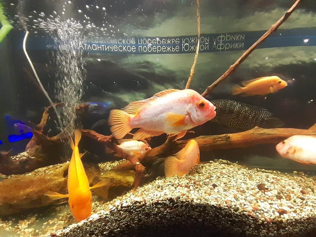 В музее Мирового океана - Галина Минчук