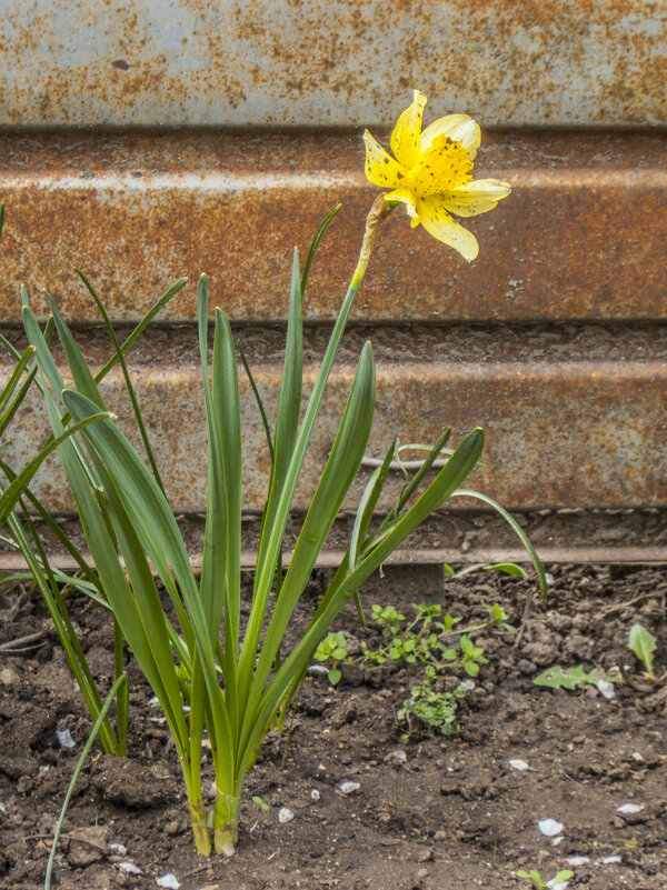 Нарцисс & превосходный ржавый заборъ - Коля Лукашов