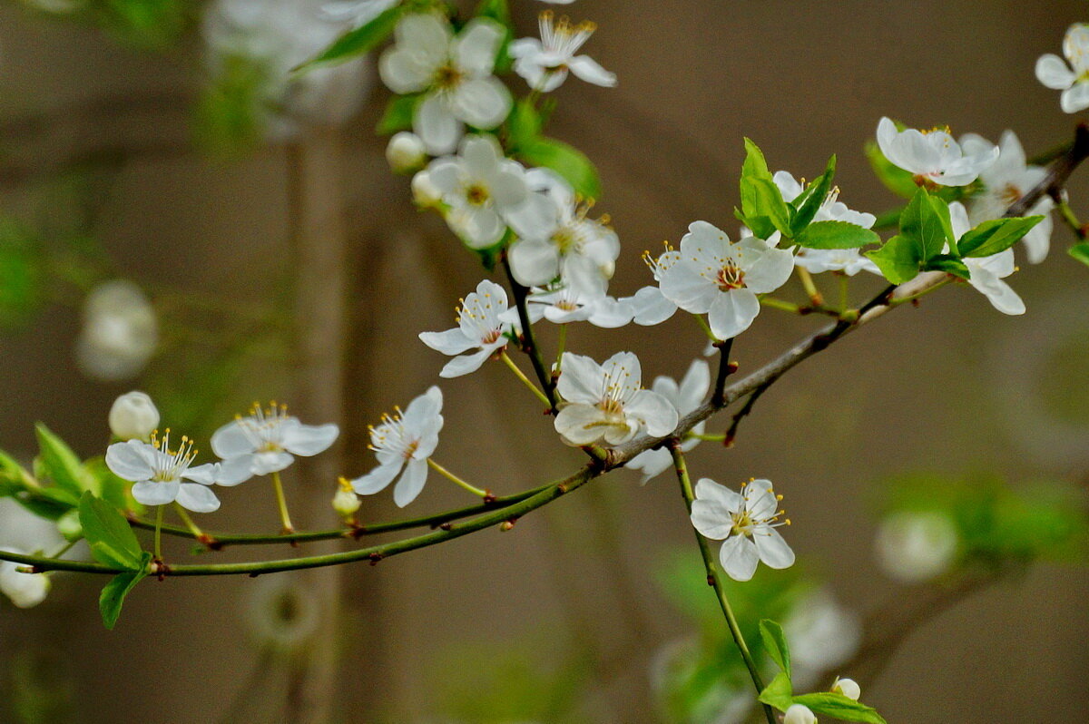 ВЕСНА... - Николай Саржанов ВЕСНА... - Николай Саржанов