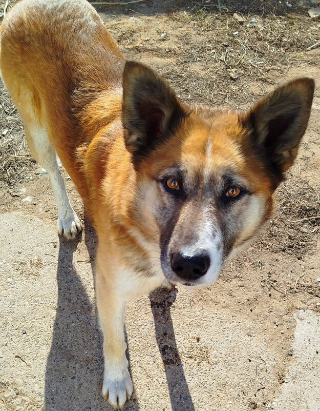 Бездомыш - светлана льдокова Бездомыш - светлана льдокова