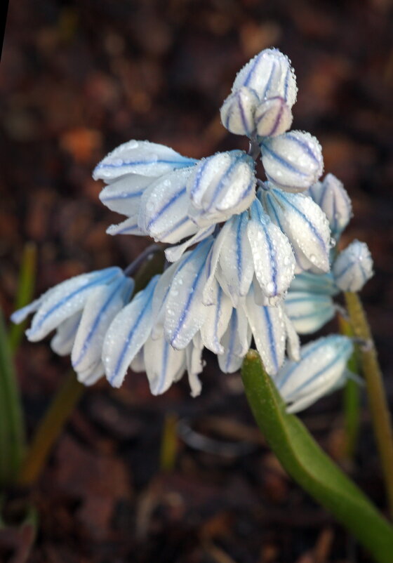 пушкиния - Михаил Бибичков