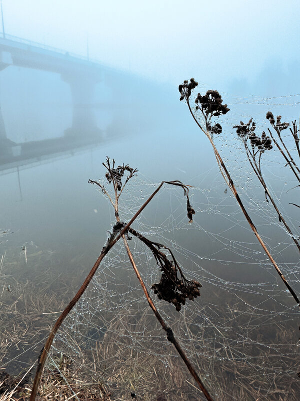Туманное утро - Татьяна Аникина