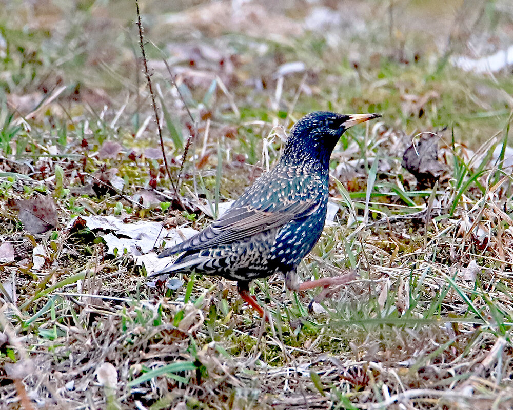 скворец - Светлана 