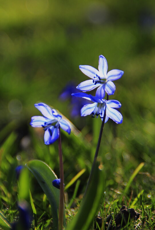 Пролески - голубые капельки Весны.. - Татьян@ Ивановна