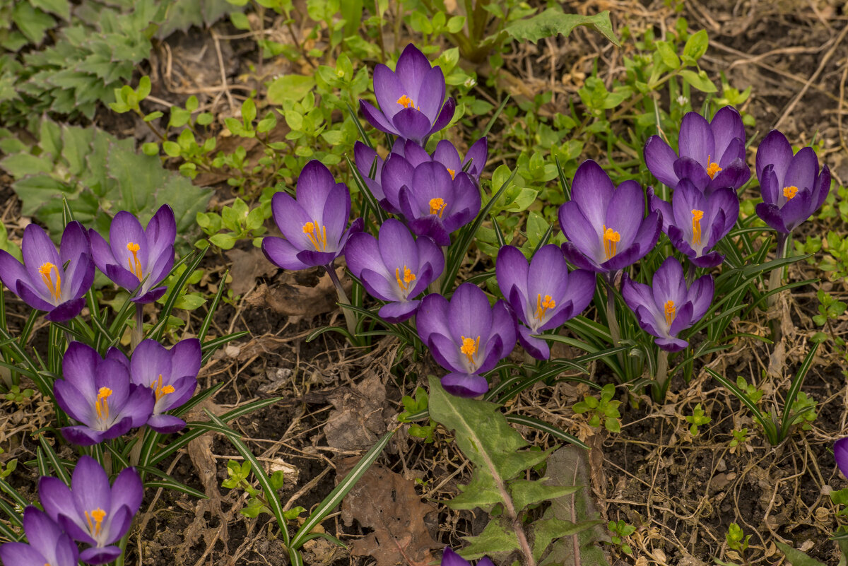 Крокусы. - Сергей Воротников