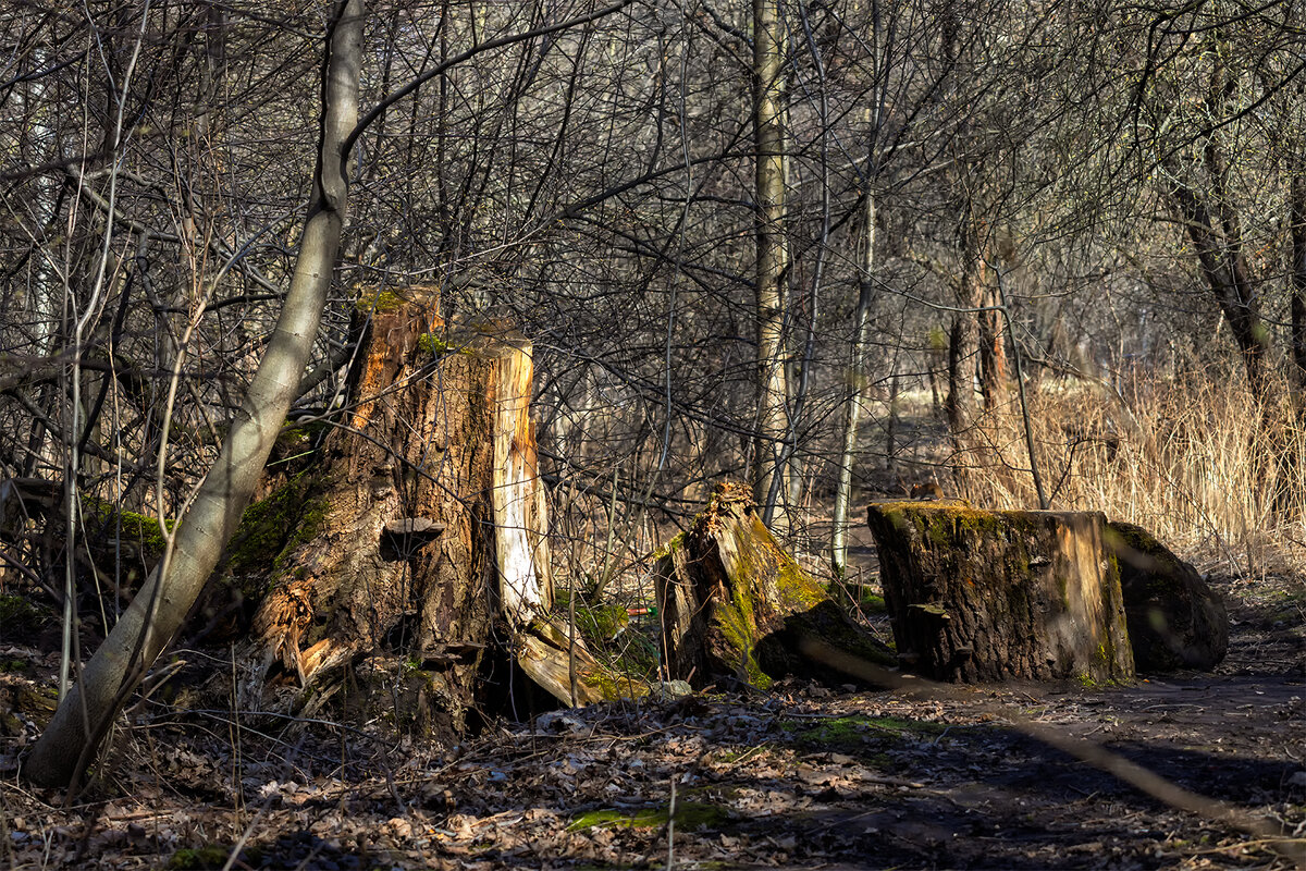 не садись на пенёк - Michel 
