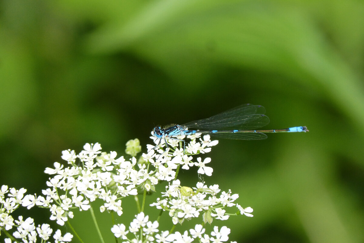немного про стрекоз 1 - Александр Прокудин немного про стрекоз 1 - Александр Прокудин