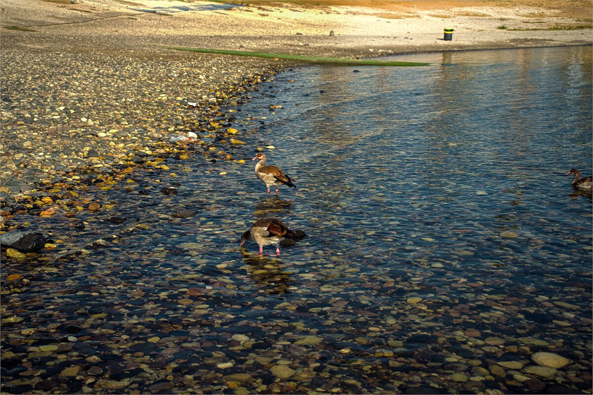 ,Нильские гуси . Кинерет Израиль 2023г - ujgcvbif 