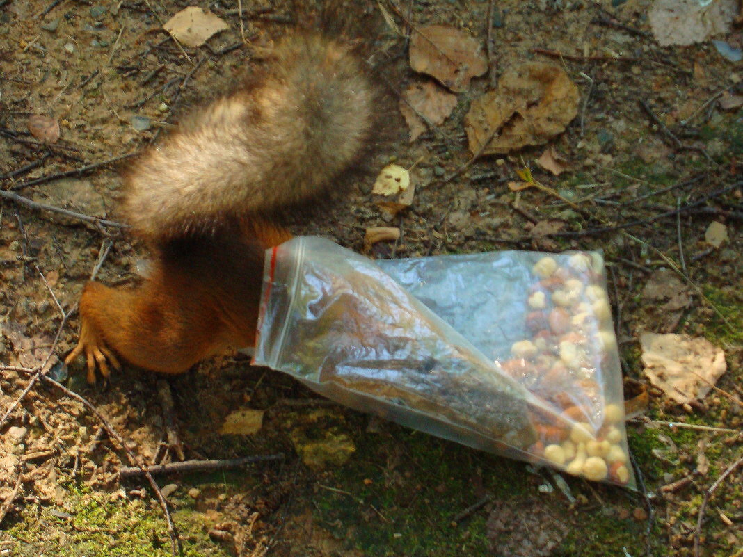 Трудно свой хлеб добывала белка - Андрей Лукьянов Трудно свой хлеб добывала белка - Андрей Лукьянов