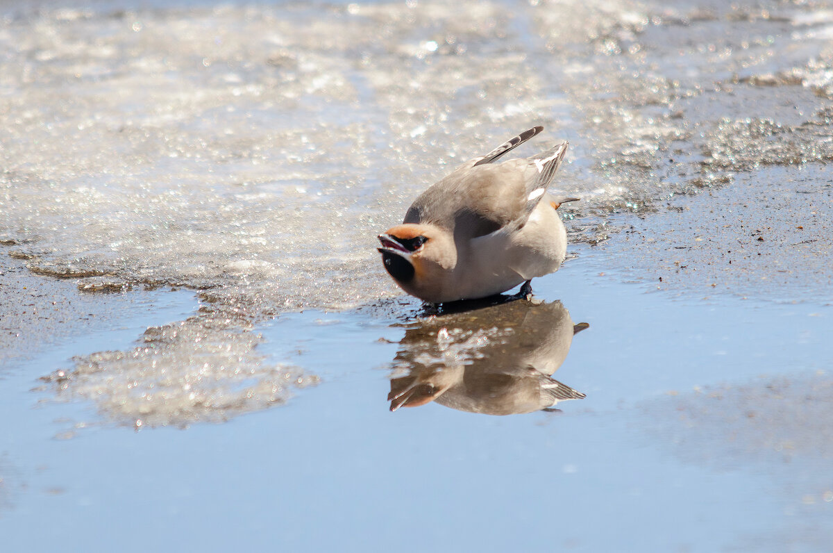 Жажда. - Виктор Иванович Чернюк Жажда. - Виктор Иванович Чернюк